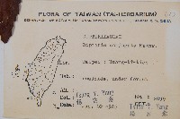 雙扇蕨藏品圖，第5張