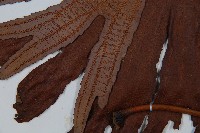 雙扇蕨藏品圖，第6張