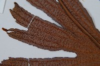 雙扇蕨藏品圖，第7張