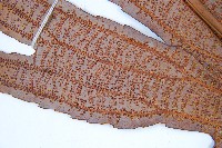 雙扇蕨藏品圖，第8張