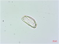 雙扇蕨藏品圖，第3張