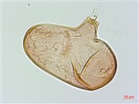 雙扇蕨藏品圖，第4張