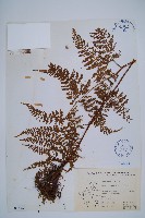 稀子蕨藏品圖，第1張