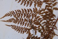 稀子蕨藏品圖，第4張