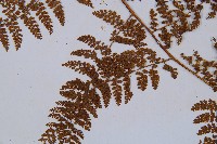 稀子蕨藏品圖，第5張