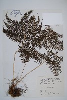 稀子蕨藏品圖，第1張