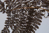 稀子蕨藏品圖，第4張