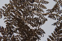 稀子蕨藏品圖，第5張