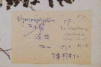 稀子蕨藏品圖，第2張