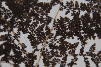 稀子蕨藏品圖，第3張