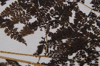 稀子蕨藏品圖，第4張