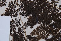 稀子蕨藏品圖，第5張