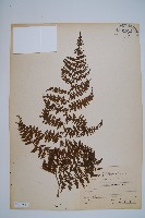 稀子蕨藏品圖，第1張