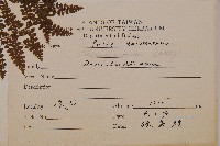 稀子蕨藏品圖，第2張