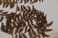 稀子蕨藏品圖，第3張