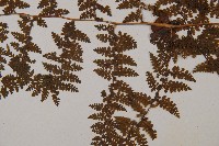 稀子蕨藏品圖，第4張