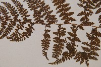 稀子蕨藏品圖，第5張