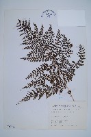 稀子蕨藏品圖，第1張