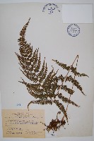 羽葉鱗蓋蕨藏品圖，第1張