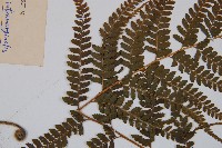 羽葉鱗蓋蕨藏品圖，第4張