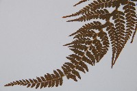 羽葉鱗蓋蕨藏品圖，第5張