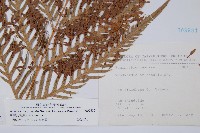 臺灣狗脊蕨藏品圖，第1張