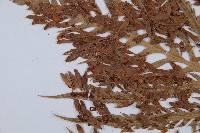 臺灣狗脊蕨藏品圖，第4張