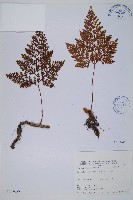 海州骨碎補藏品圖，第1張