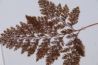 海州骨碎補藏品圖，第4張