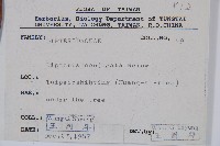 雙扇蕨藏品圖，第2張