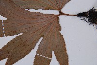 雙扇蕨藏品圖，第4張