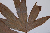 雙扇蕨藏品圖，第5張