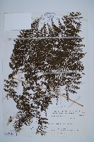 稀子蕨藏品圖，第1張