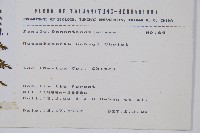 稀子蕨藏品圖，第2張