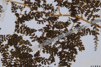 稀子蕨藏品圖，第3張