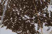 稀子蕨藏品圖，第4張