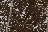 稀子蕨藏品圖，第5張