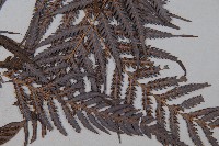 臺灣金狗毛蕨藏品圖，第3張