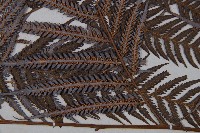 臺灣金狗毛蕨藏品圖，第5張