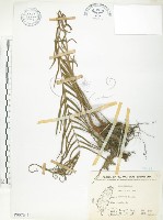 鱗蓋鳳尾蕨藏品圖，第1張