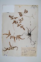 登錄號:P007642藏品圖，第1張