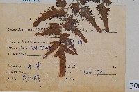 狹葉海金沙藏品圖，第2張