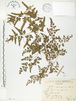海金沙藏品圖，第1張