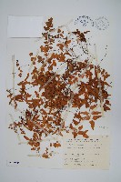 小葉海金沙藏品圖，第1張