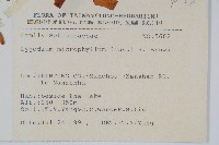 小葉海金沙藏品圖，第2張