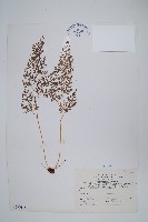 日本金粉蕨藏品圖，第1張