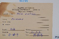 箭葉鳳尾蕨藏品圖，第2張