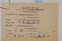 箭葉鳳尾蕨藏品圖，第2張