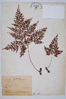 海州骨碎補藏品圖，第1張