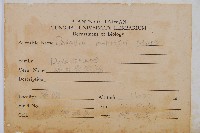 海州骨碎補藏品圖，第2張